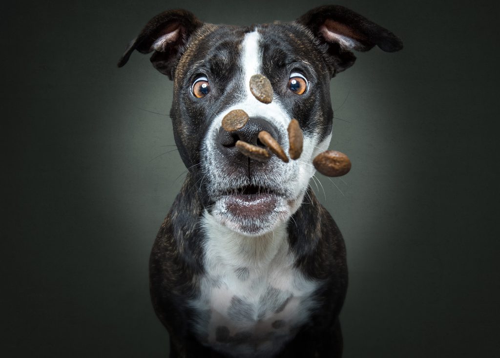 dog portrait with kibble falling in front of snout