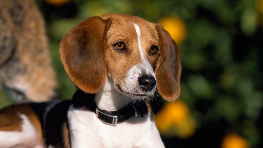 American Foxhound (Black White & Tan, Face)