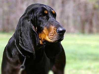 Black and Tan Coonhound