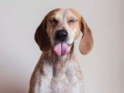 American English Coonhound