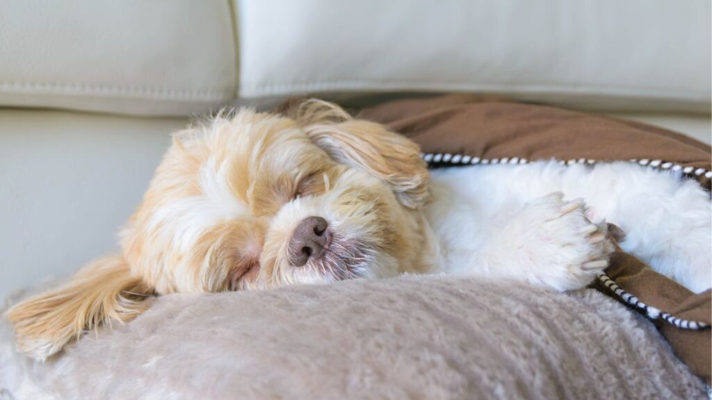 Melatonin for Dogs