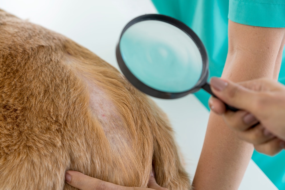 Vet Checking For Any Signs Of Ringworm In Dogs