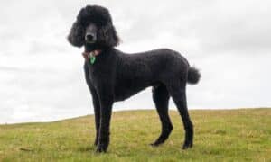 Black Standard Poodle Standing In The Grass