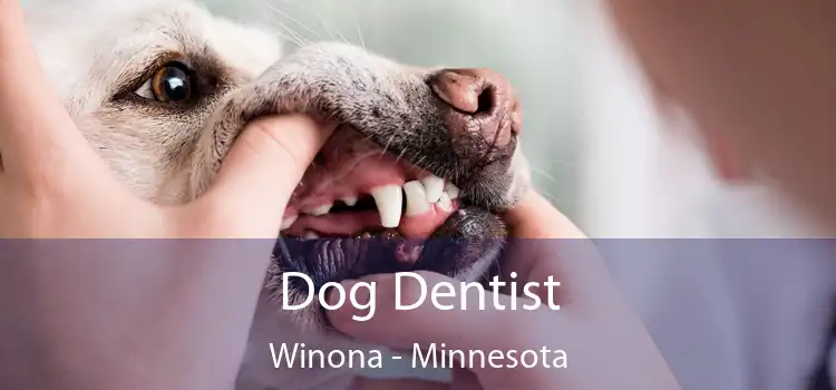 Dog Dentist Winona - Minnesota