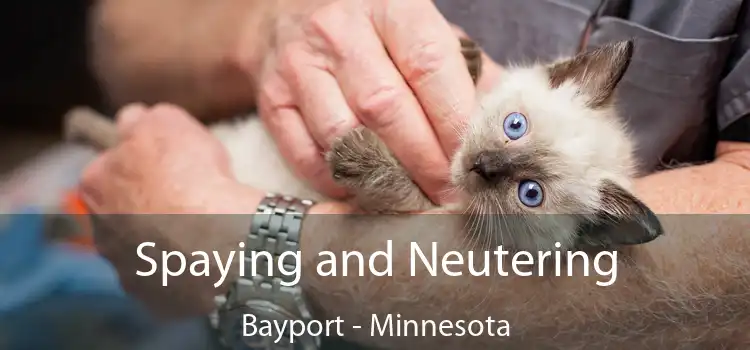 Spaying and Neutering Bayport - Minnesota