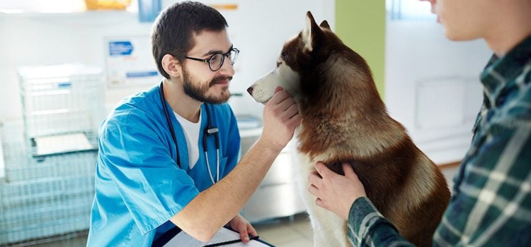 Lakeville pet emergency clinic