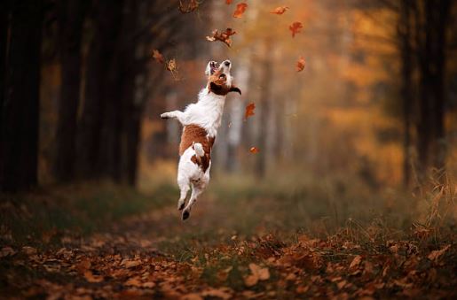 dog jumping