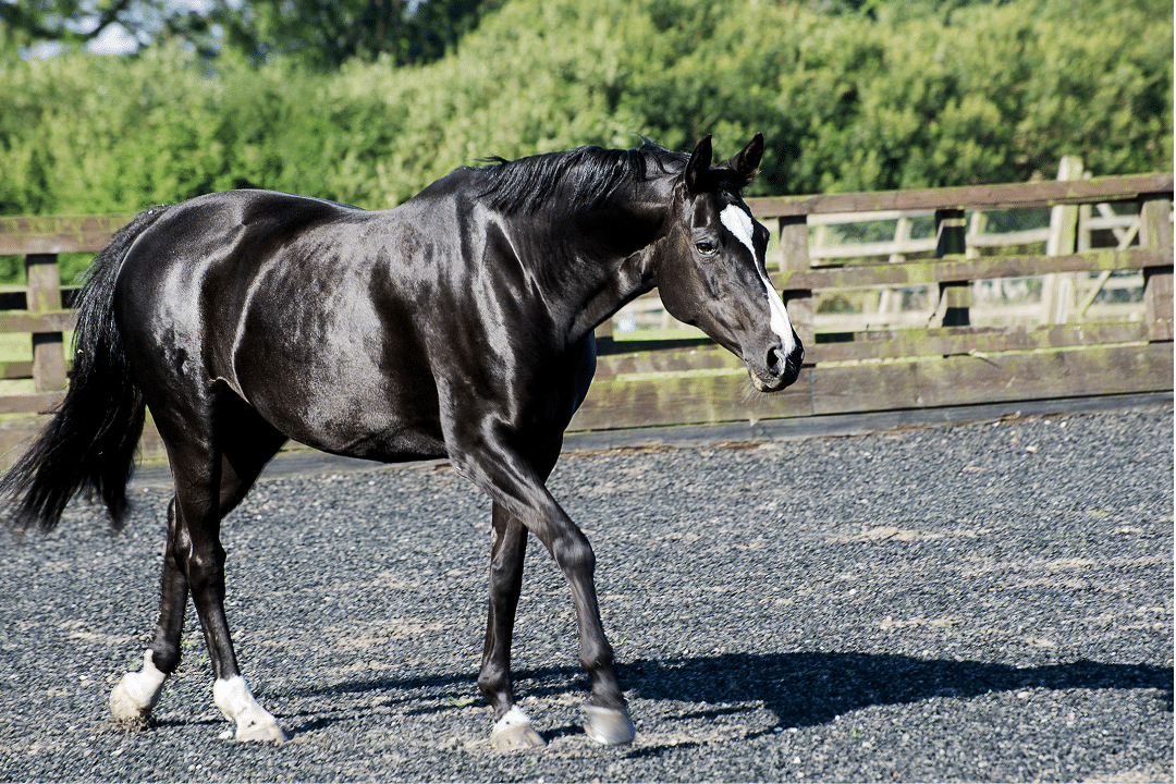 warmblood horse