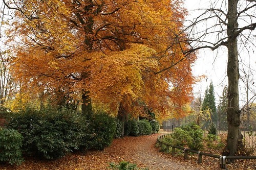 Fletcher Moss Botanical Garden