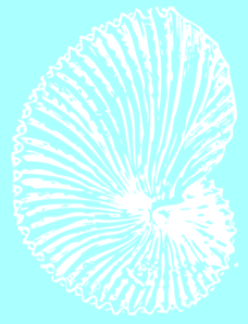 Sea Shell PNG Clip art