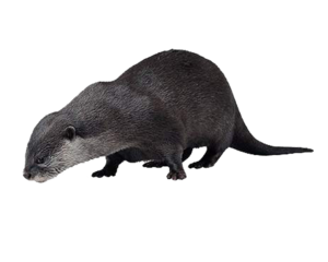 Otter PNG HD PNG Clip art