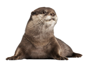 Otter PNG Image PNG Clip art