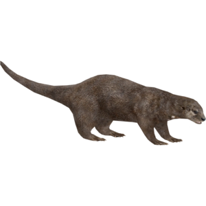 Otter PNG Pic PNG Clip art