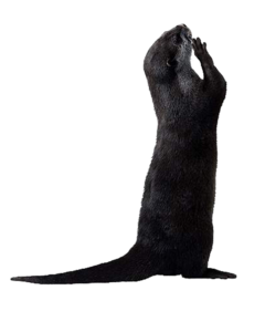 Otter PNG Picture PNG Clip art