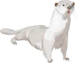 Otter PNG Transparent PNG Clip art