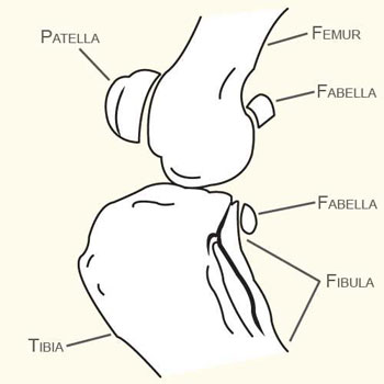 Fabella in the Knee