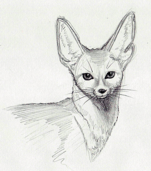 Fennec Fox Drawing Beautiful Image