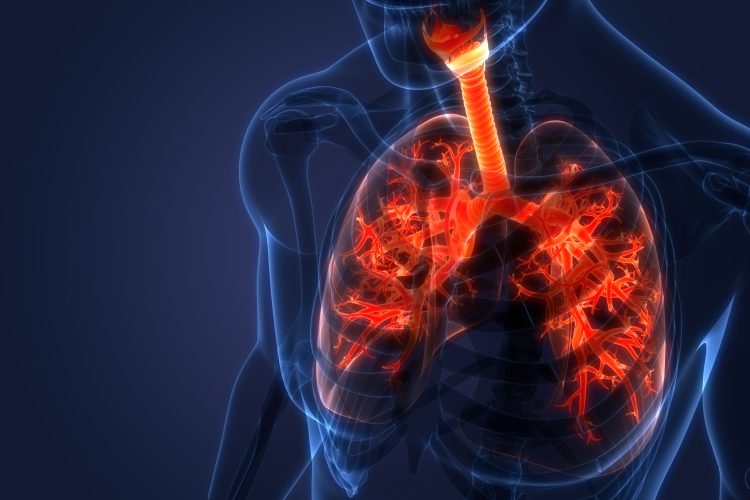 Human Respiratory System Lungs Anatomy