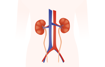 Illustration of kidneys.