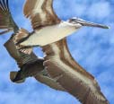 photo of a bird at dry tortugas