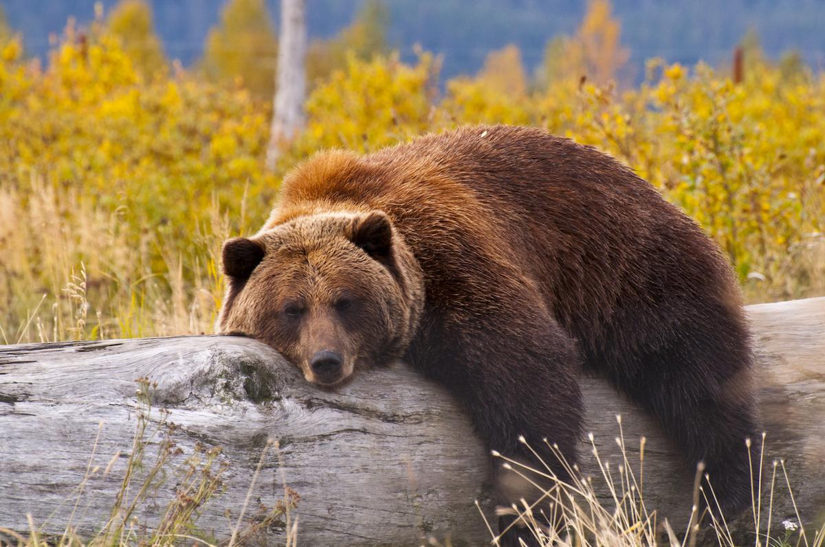 Yellowstone grizzly bears are no longer endangered