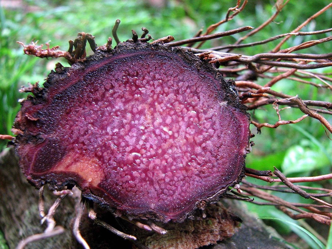 A purple yam