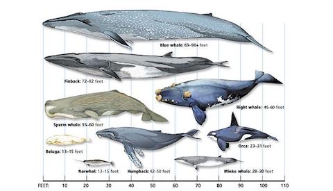 Seismic Whale Song | EarthDate