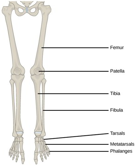 Lower Limb – Femur, Patella, Tibia, Fibula, Tarsal Bones, Metatarsals ...