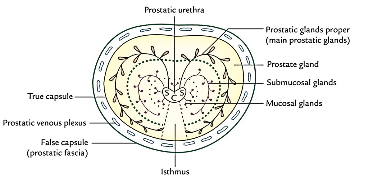 Anatomy Of Prostate - Anatomy Reading Source