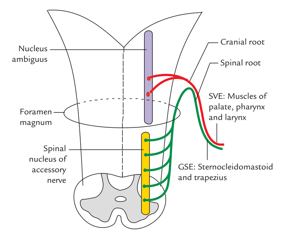 Accessory Nerve – Earth's Lab