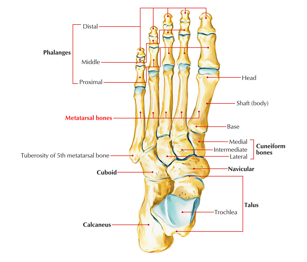 Metatarsal Bones