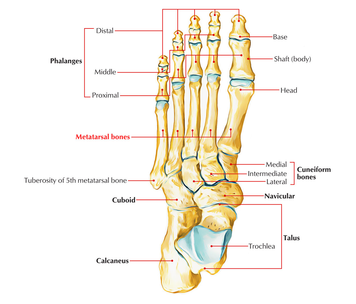 Metatarsal Bones