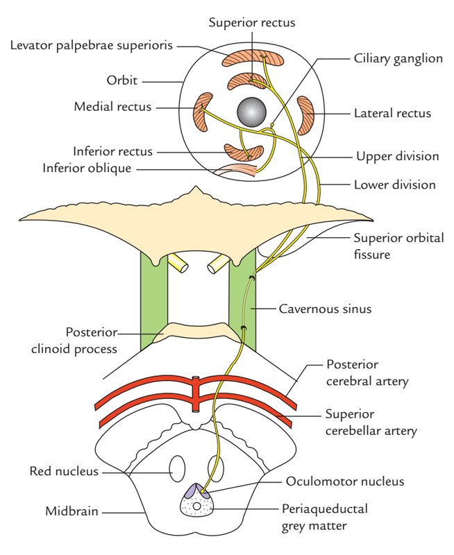 Nasociliary Nerve Distribution