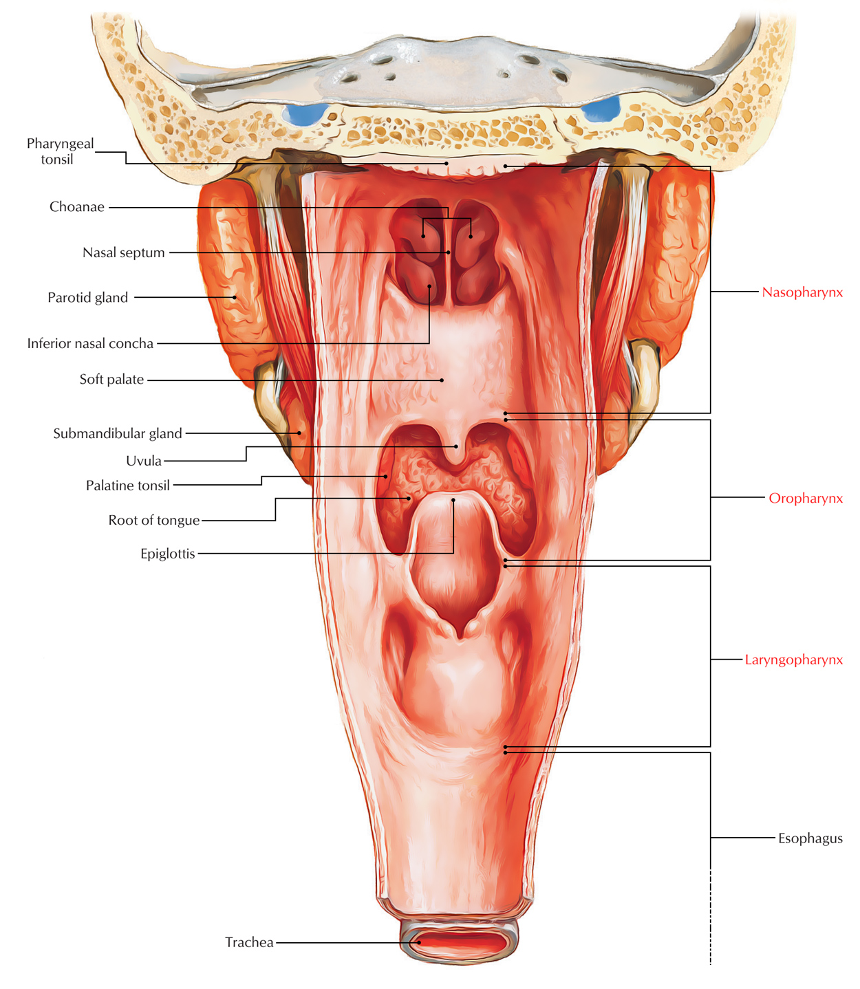 Pharynx