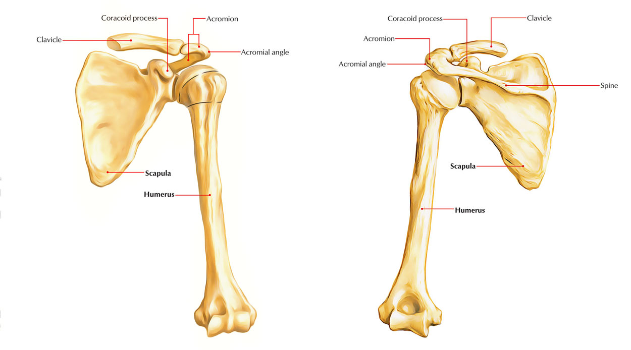 Scapula Upper Limb Anatomy Anatomy Bones Shoulder Anatomy | Images and ...