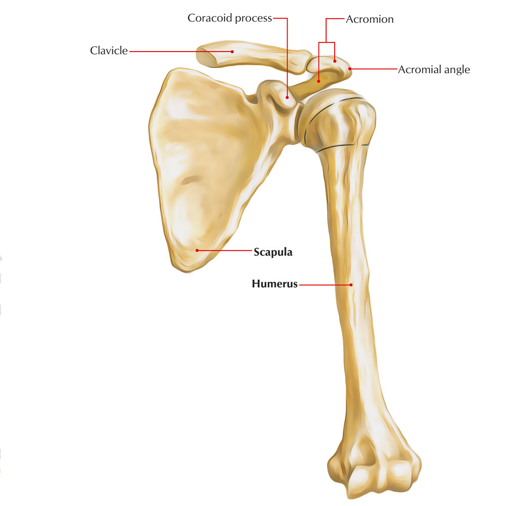 Scapula (Shoulder Blade) Anatomy – Earth's Lab