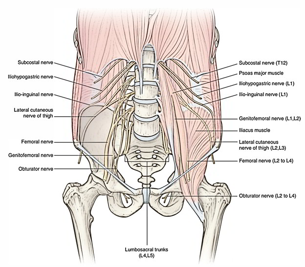 Genitofemoral Nerve: Origin