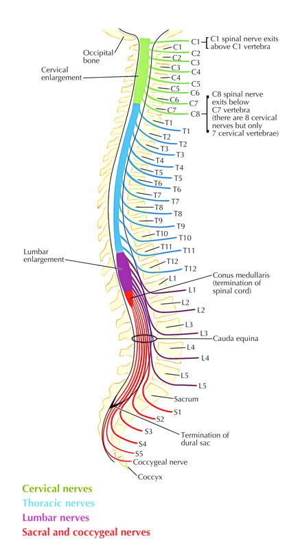 Lumbar Spinal Nerve Anatomy