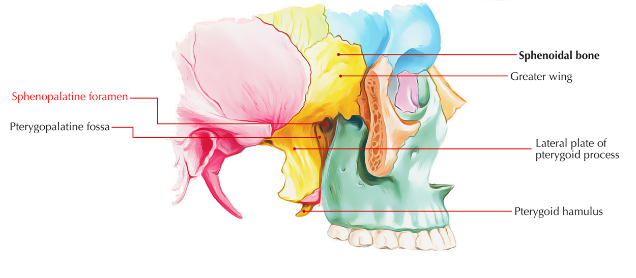 Sphenopalatine Foramen