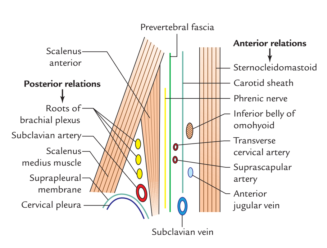 Anterior Scalene Muscle Anatomy Anatomy Human Anatomy - vrogue.co