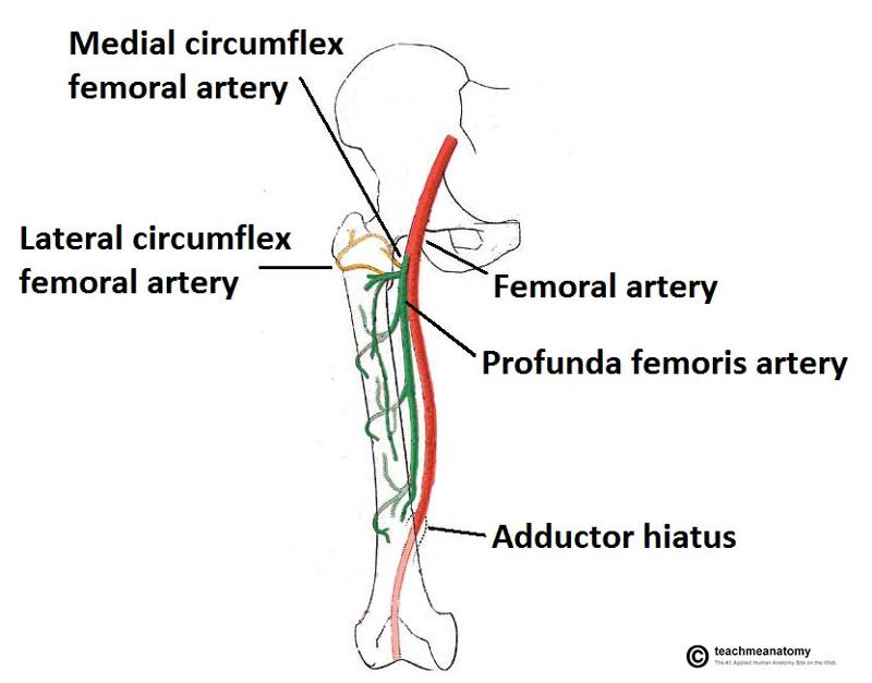 GSU Blood Vessels of the Lower Limb Flashcards - Easy Notecards