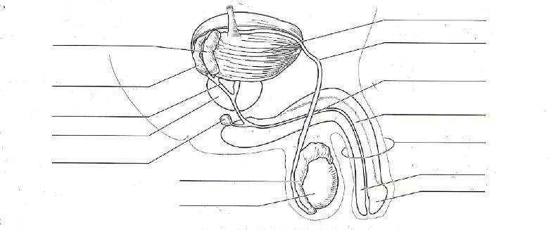 Fill In Blank Male Reproductive System Diagram Unlabeled - Human Anatomy