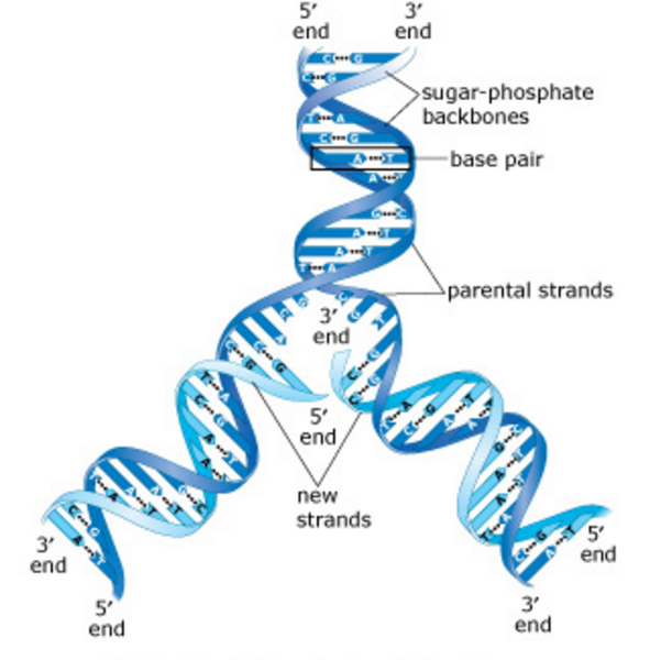 Write a summary of the structure of dna