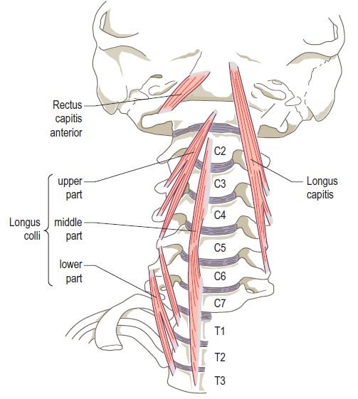 Muscles and their function Flashcards | Easy Notecards