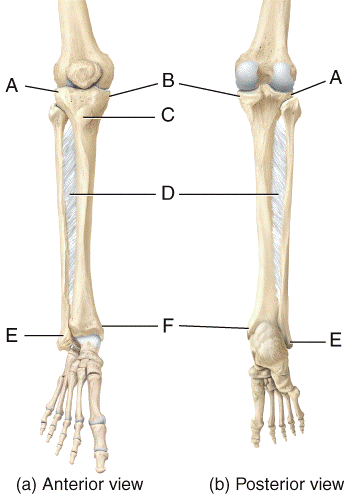 Multichoice: the Skeletal System: the Appendicular skeleton Flashcards ...