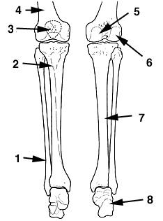 The Skeletal System Flashcards - Easy Notecards