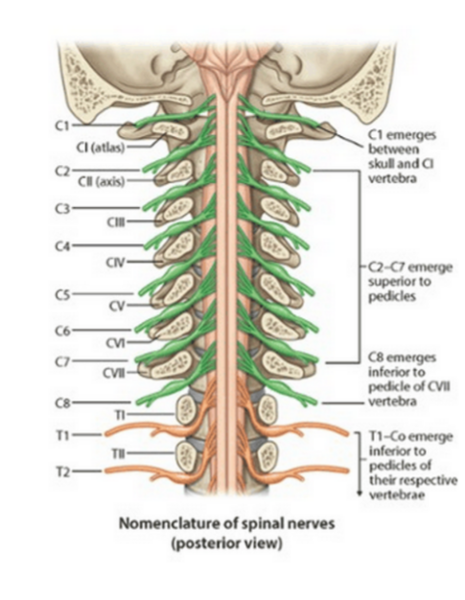 Nerves of the Upper Limb Flashcards - Easy Notecards