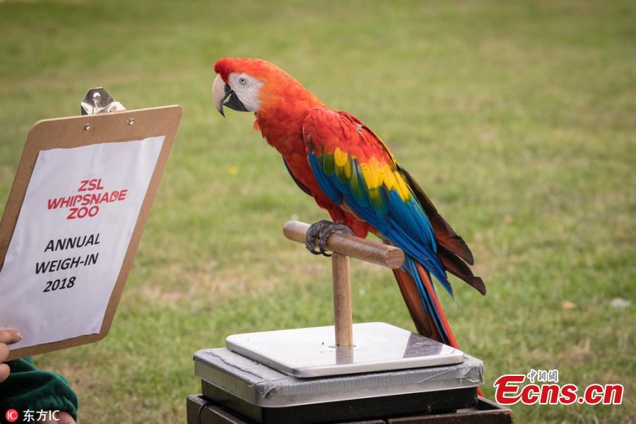 Photo taken on Aug. 21, 2018 shows a huge-scale operation taking place at ZSL Whipsnade Zoo, as keepers coaxed thousands of animals, including parrots, meerkats, turtles and rhinoceroses, to step onto the scales for their annual weigh-in. As part of their regular check-ups, all creatures great and small, from gargantuan rhinos to feather-light butterflies, have had their vital statistics recorded as a way of keeping track of the health and wellbeing of the 3500 animals at the UK’s largest Zoo. (Photo/IC)