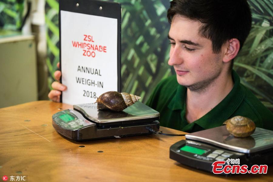 Photo taken on Aug. 21, 2018 shows a huge-scale operation taking place at ZSL Whipsnade Zoo, as keepers coaxed thousands of animals, including parrots, meerkats, turtles and rhinoceroses, to step onto the scales for their annual weigh-in. As part of their regular check-ups, all creatures great and small, from gargantuan rhinos to feather-light butterflies, have had their vital statistics recorded as a way of keeping track of the health and wellbeing of the 3500 animals at the UK’s largest Zoo. (Photo/IC)