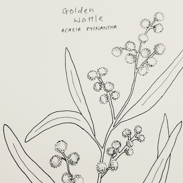 Free Golden Wattle Printable